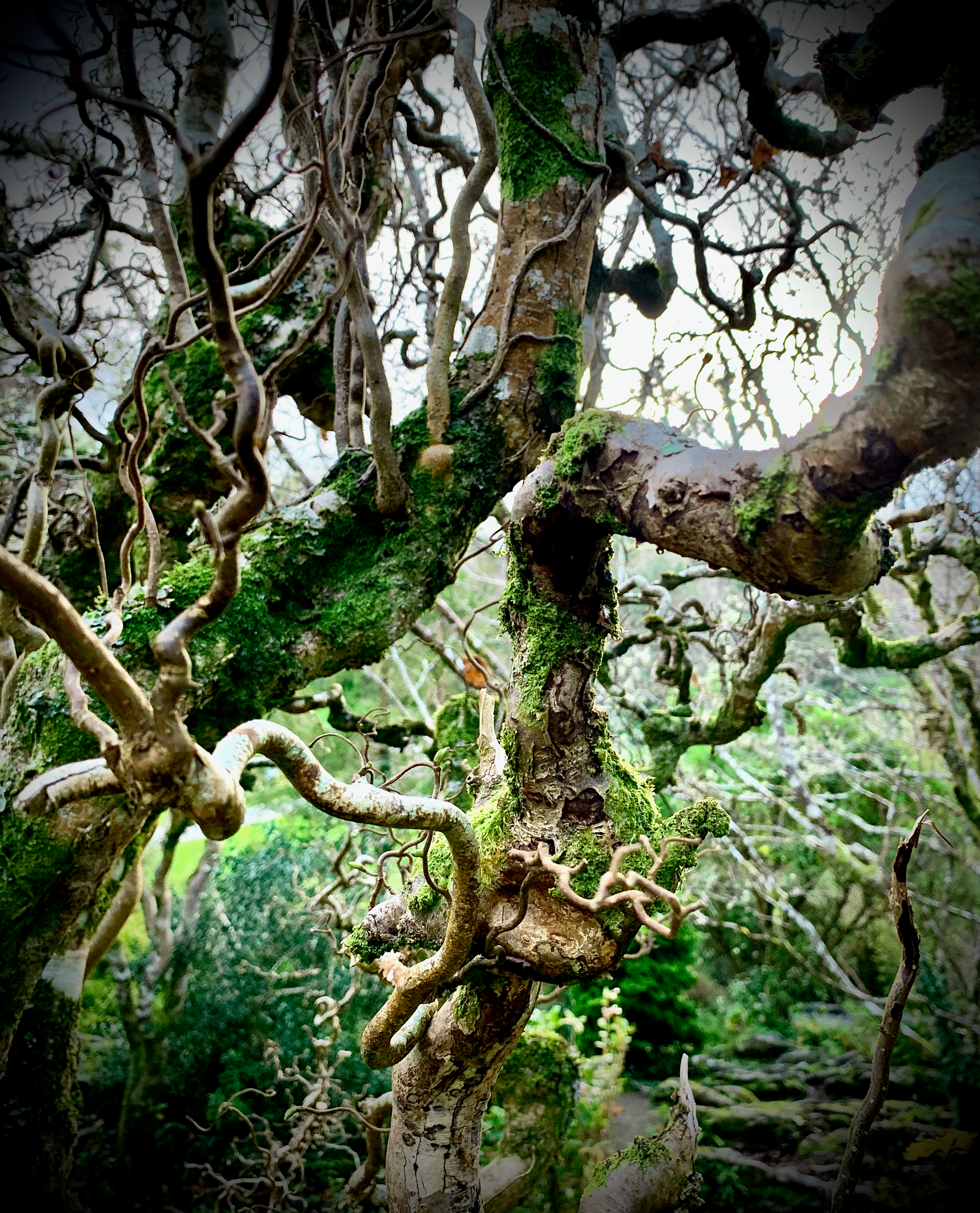 Close-up of twisting tree branches covered in green moss, with gnarled limbs intertwining against a soft, wooded background.